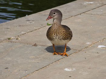 High angle view of duck on footpath