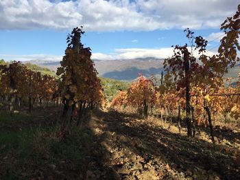 Scenic view of vineyard against sky