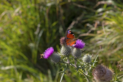 Close-up of butterfly pollinating on purple flower