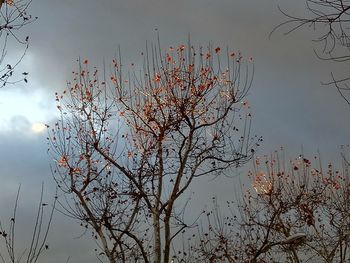 Bare tree against sky