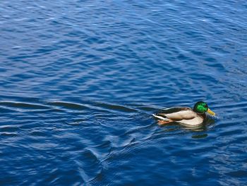 High angle view of duck swimming in lake