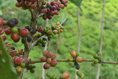 Close-up of berries growing on tree