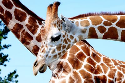 Low angle view of giraffe against clear sky