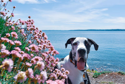 Spring flowers blooming by the sea with harlequin great dane puppy dog.