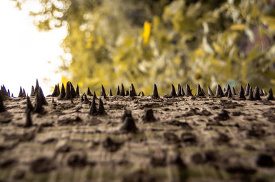 Close-up of birds on land
