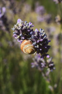 Close-up of honey bee pollinating on flower