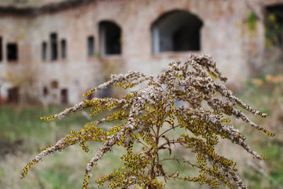 Close-up of flowering plant against building