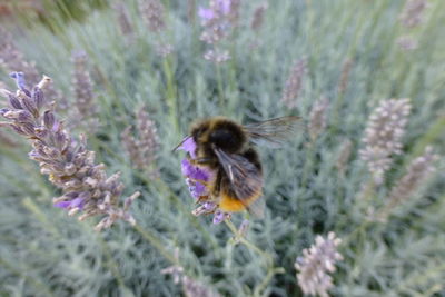 Close-up of bee on flower