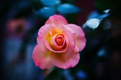 Close-up of pink rose blooming outdoors