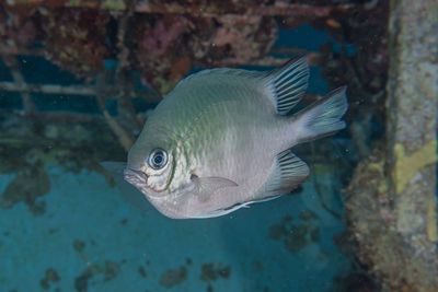 Close-up of fish swimming in sea