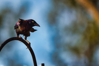 Low angle view of bird perching on a tree