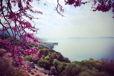 Scenic view of trees against sky