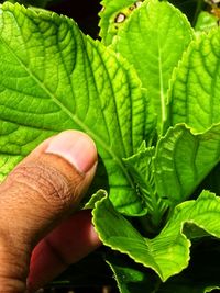 Close-up of hand holding leaves