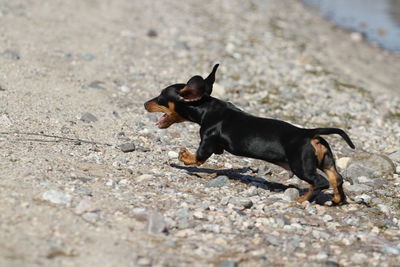 Side view of a dog