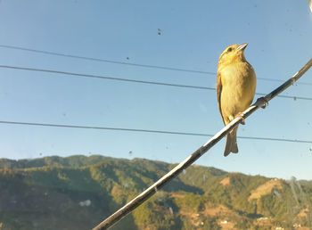 Low angle view of bird perching on cable against sky