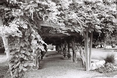 Trees and plants in park by building