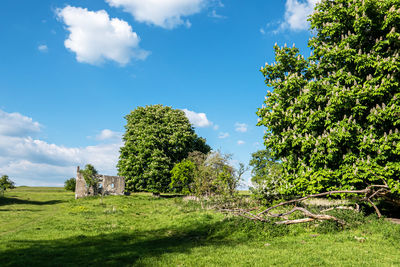 Trees on field against sky