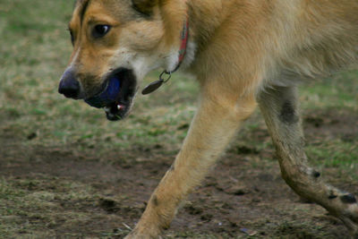 Close-up of dog