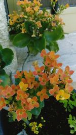 Close-up of yellow flowers