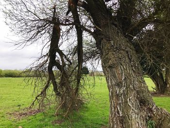 Trees on field against sky