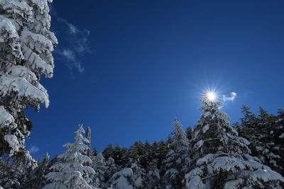 Low angle view of trees against blue sky during winter