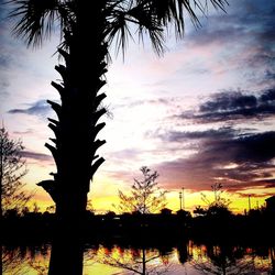 Silhouette of palm trees at sunset