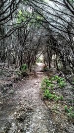 Dirt road amidst trees in forest