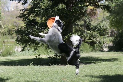 Dog jumping on the grass