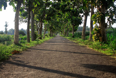 Footpath amidst trees in forest