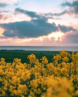 Scenic view of field against sky during sunset