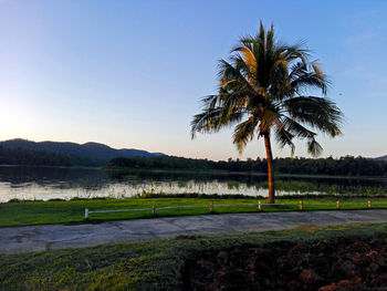 Scenic view of palm trees against clear sky