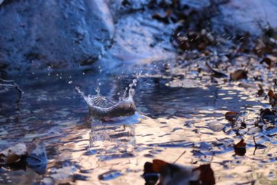 Close-up of fish swimming in water