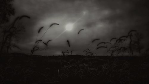 Silhouette plants on field against sky at sunset