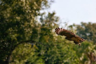 Red-tailed hawk flying against trees
