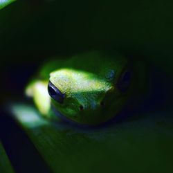 Close-up of turtle swimming in water