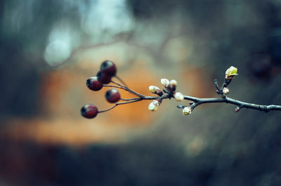 Close-up of berries growing on tree