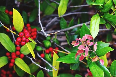 Close-up of berries growing on tree