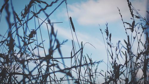 Low angle view of plants against sky