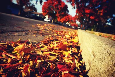 Close-up of leaves on tree trunk