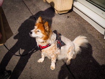 High angle view of dog on the road