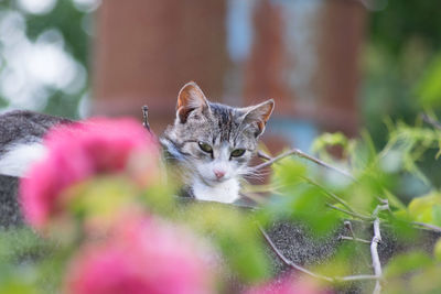 Low angle portrait of cat sitting by plants