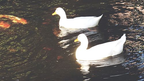 Swan floating on water