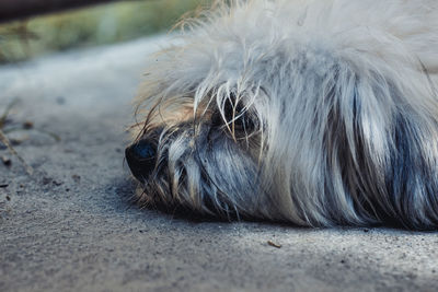 Close-up of dog