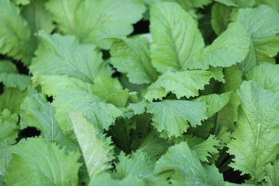 Full frame shot of green leaves