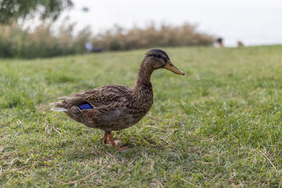 Side view of a bird on field