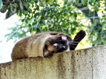 Close-up of cat on tree