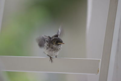 Close-up of a bird