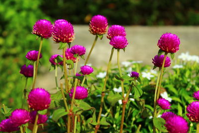 Close-up of pink flowering plants on field