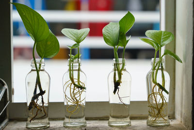 Close-up of plant on table