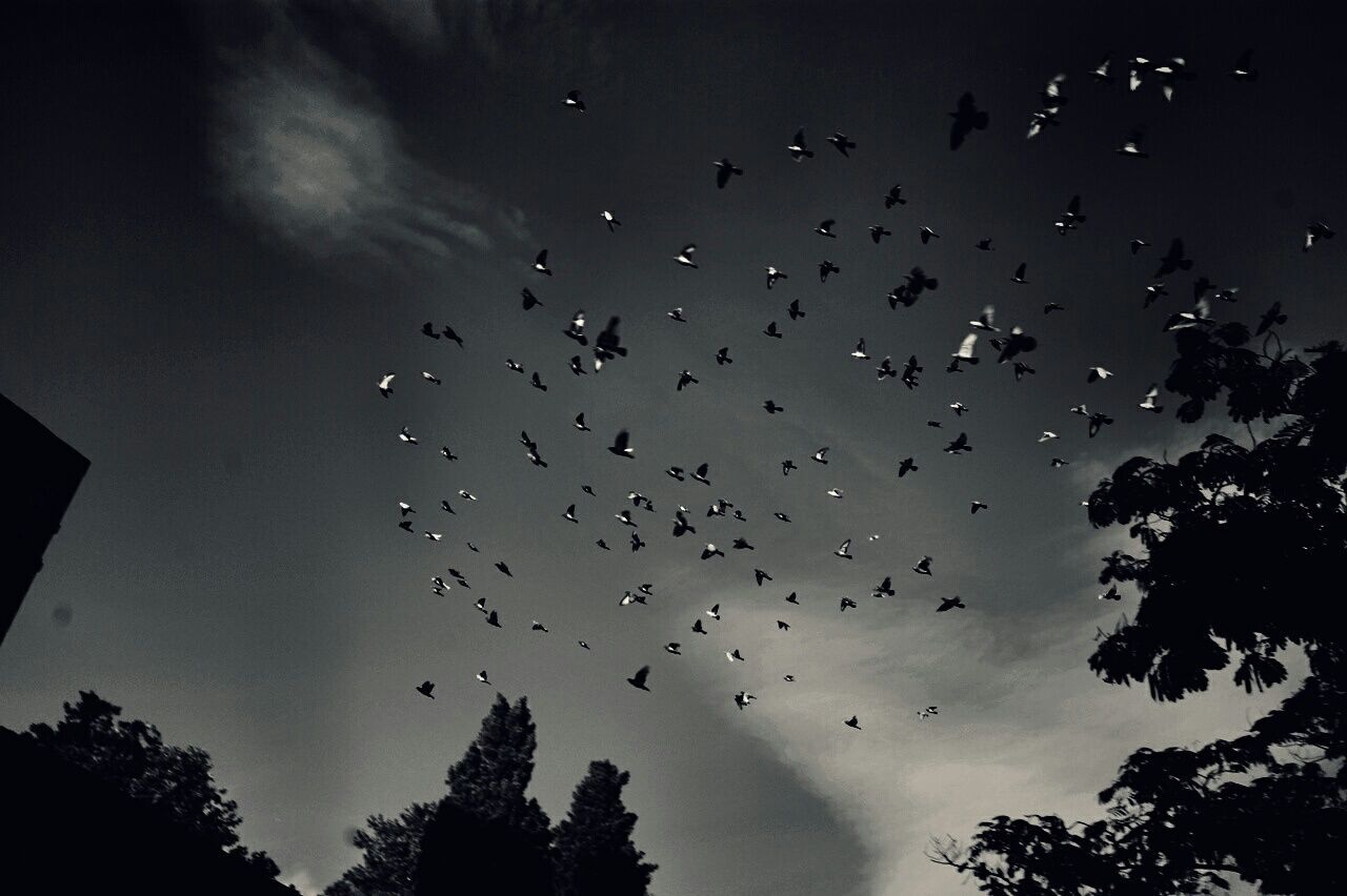 flying, bird, low angle view, animals in the wild, animal themes, silhouette, flock of birds, wildlife, sky, tree, mid-air, nature, cloud - sky, dusk, beauty in nature, outdoors, spread wings, no people, scenics